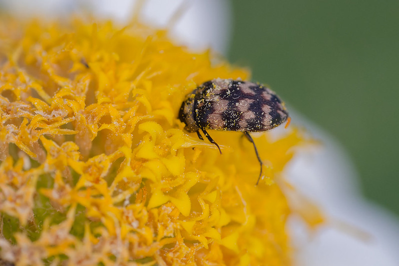 33 Attagenus trifasciatus.jpg